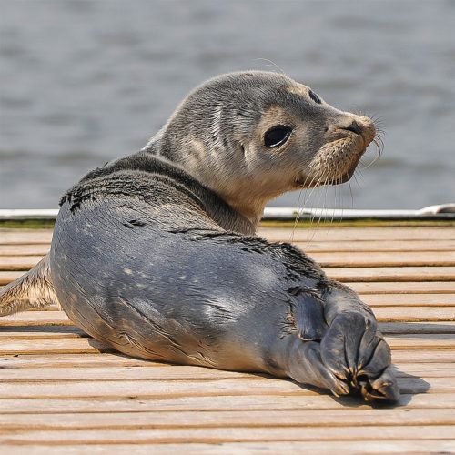 Sea Pup, Aldeburgh
