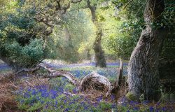 Spring Glade by Gill Moon