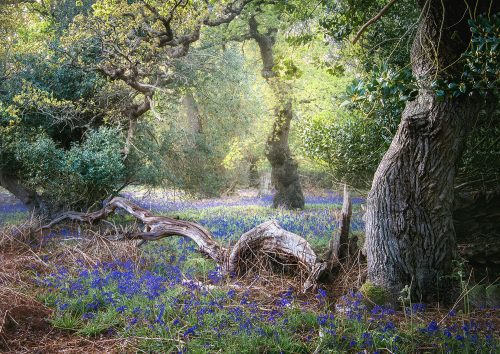 Spring Glade by Gill Moon