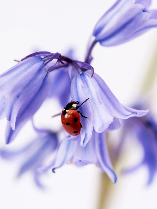 Ladybird by Rosey Nicholls