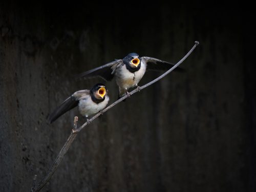 Flutter before the soar by Zoe Harris